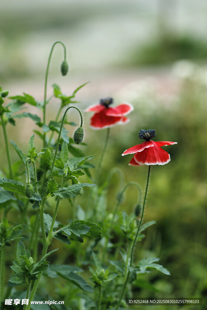 紅色虞美人