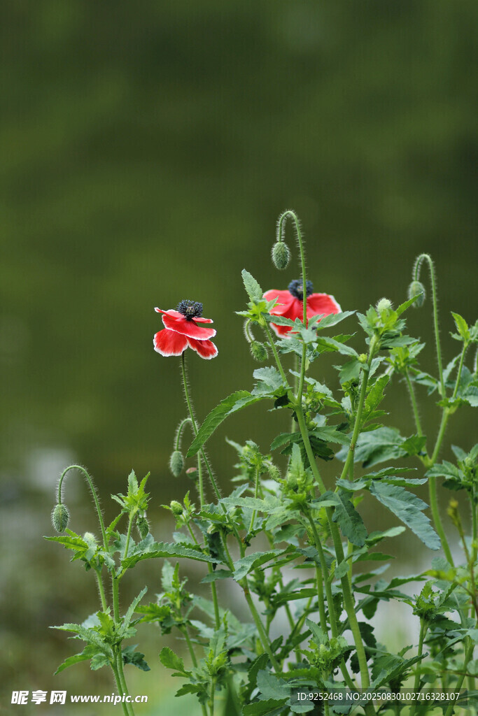 麗春花