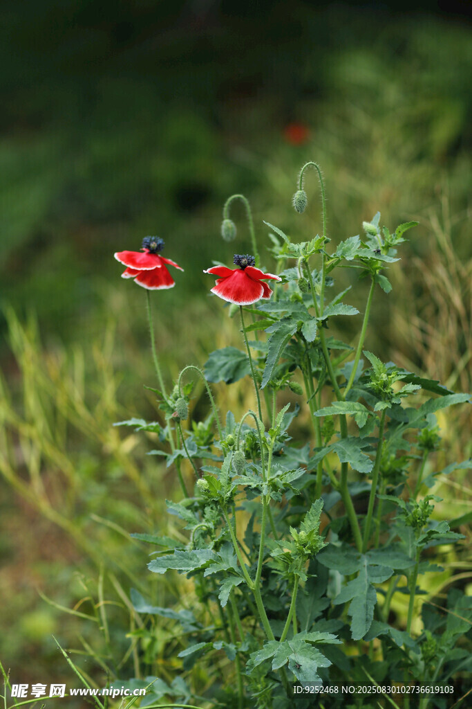 紅色虞美人