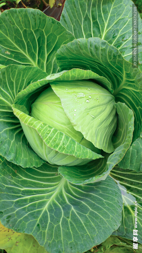 新鮮卷心菜特寫