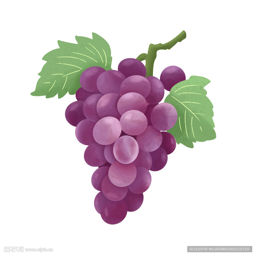 葡萄素材插畫