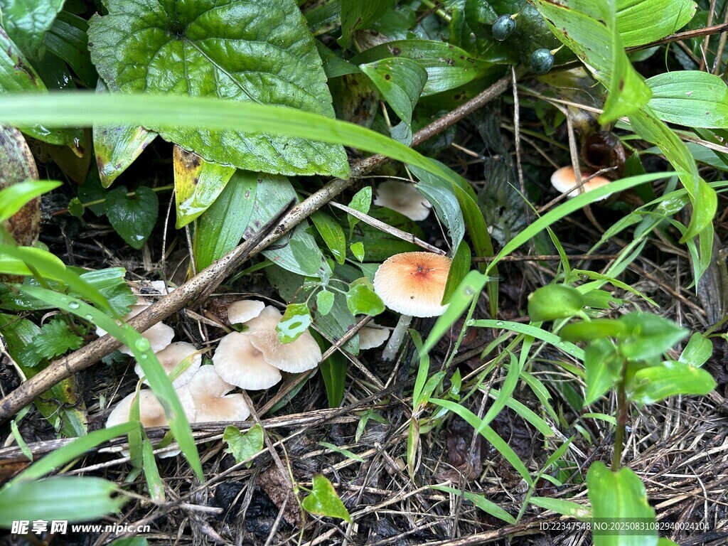 雨后蘑菇