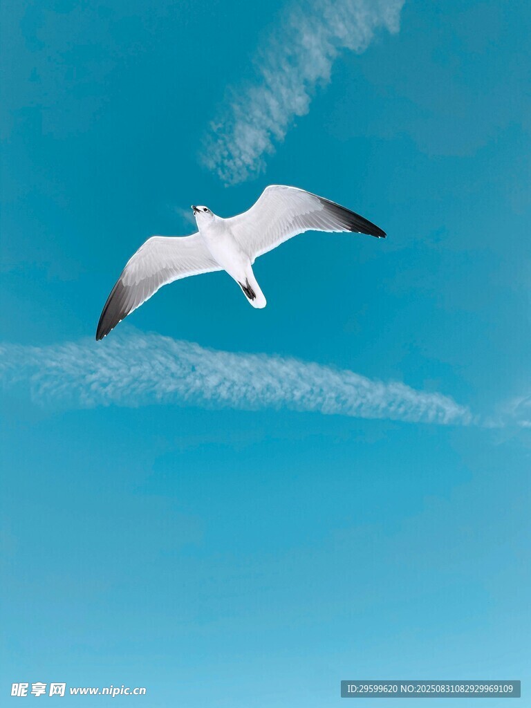 藍(lán)天中翱翔的白色海鷗