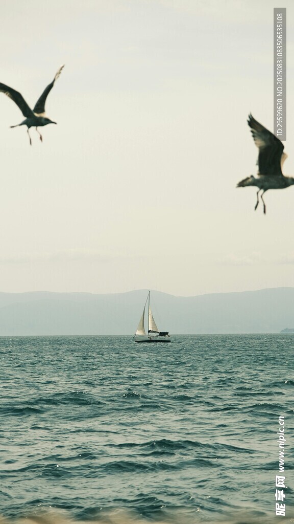 海面上飛翔的鳥兒與船只