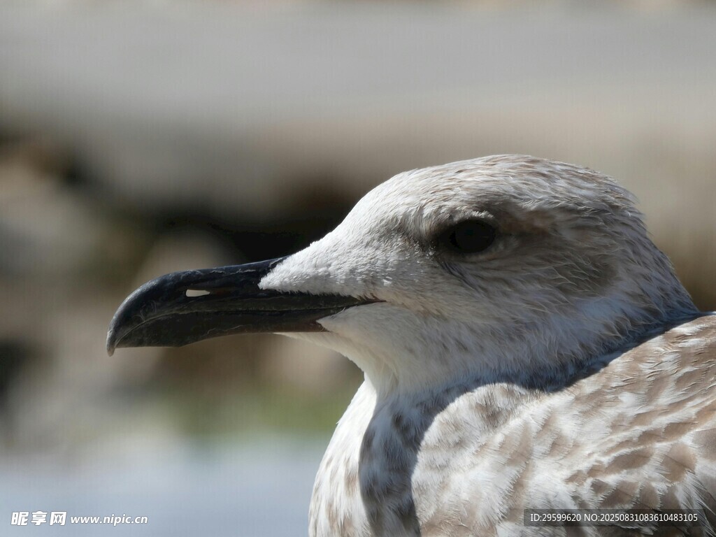 海鷗特寫