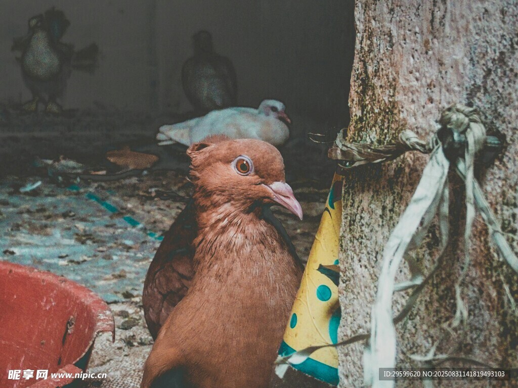 小狗躲在樹旁玩具堆中