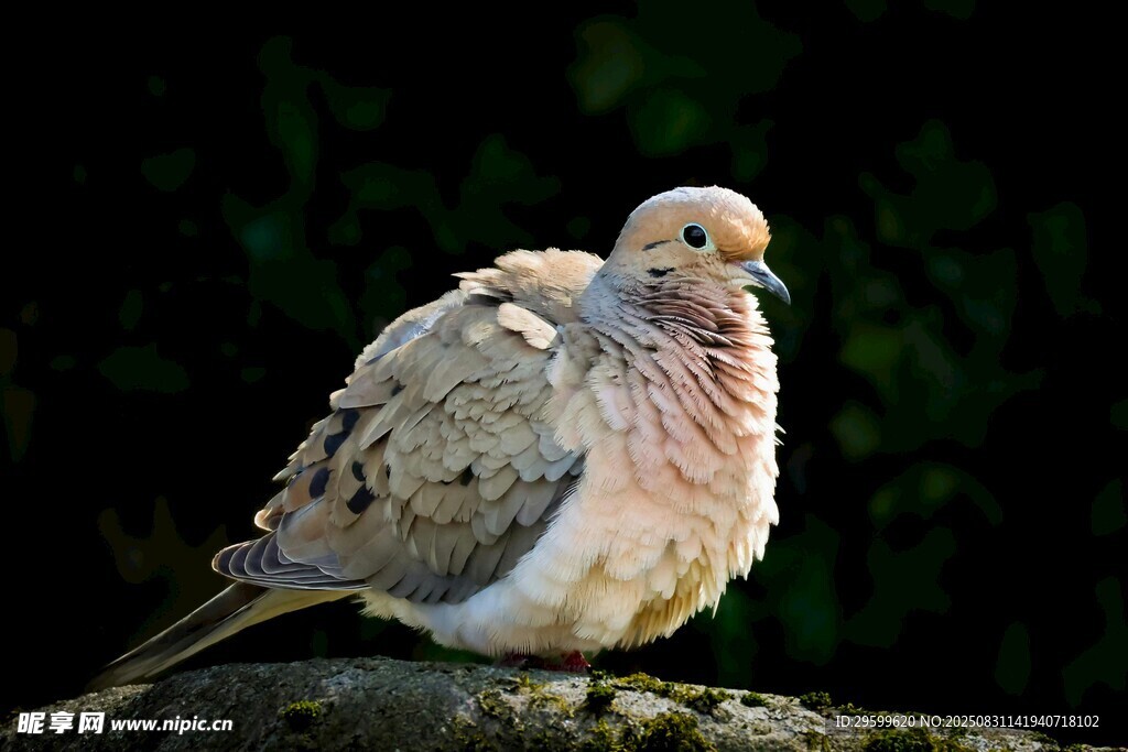 巖石上的斑鳩