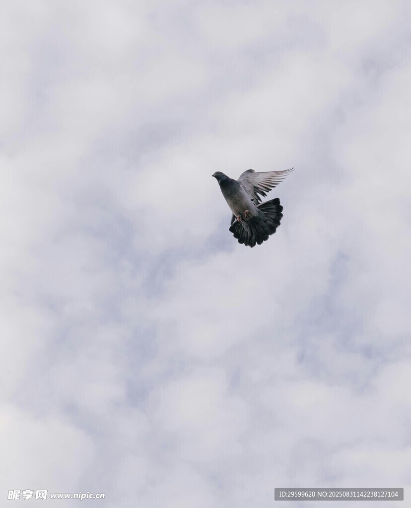 天空中翱翔的飛鳥