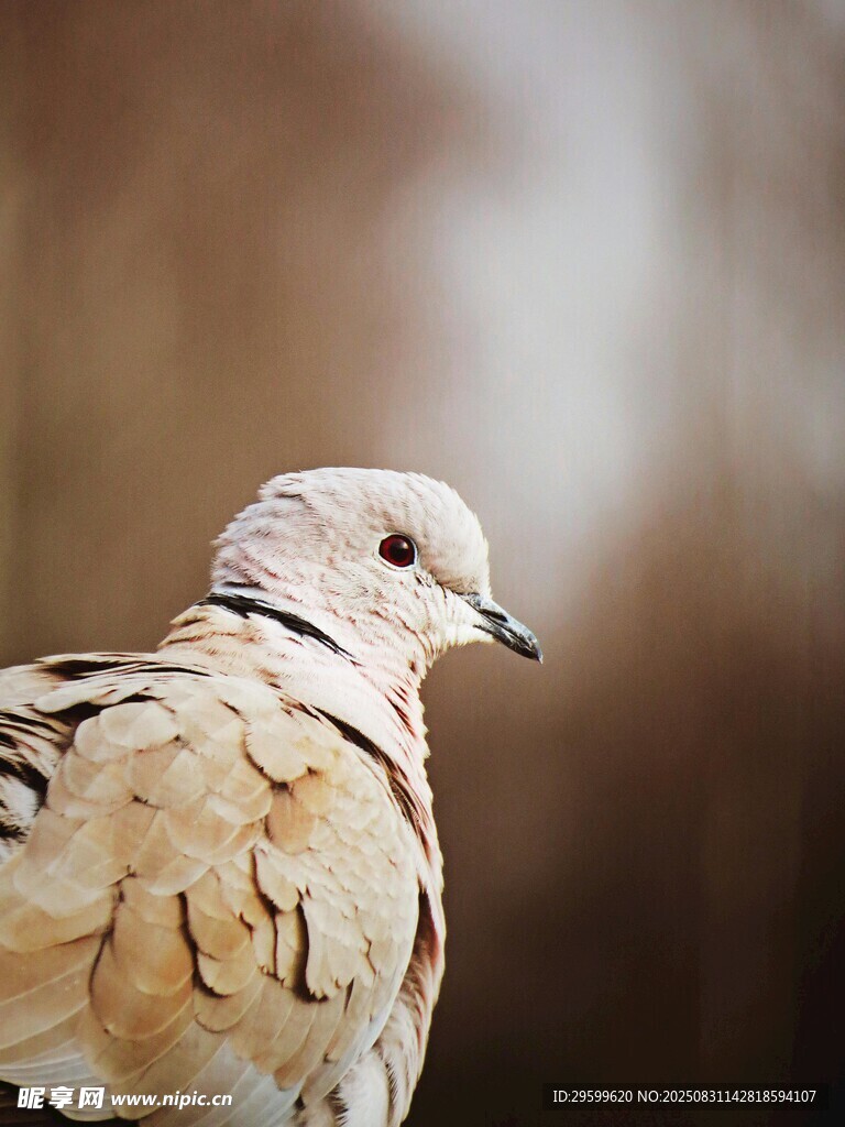 優(yōu)雅斑鳩特寫