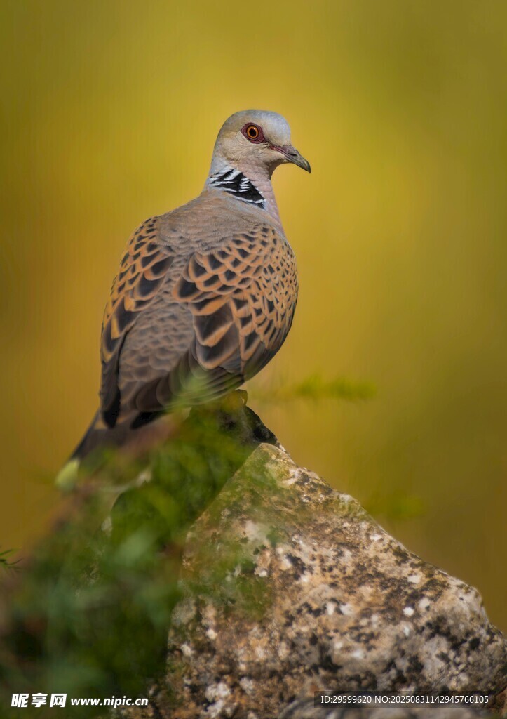 巖石上的斑鳩