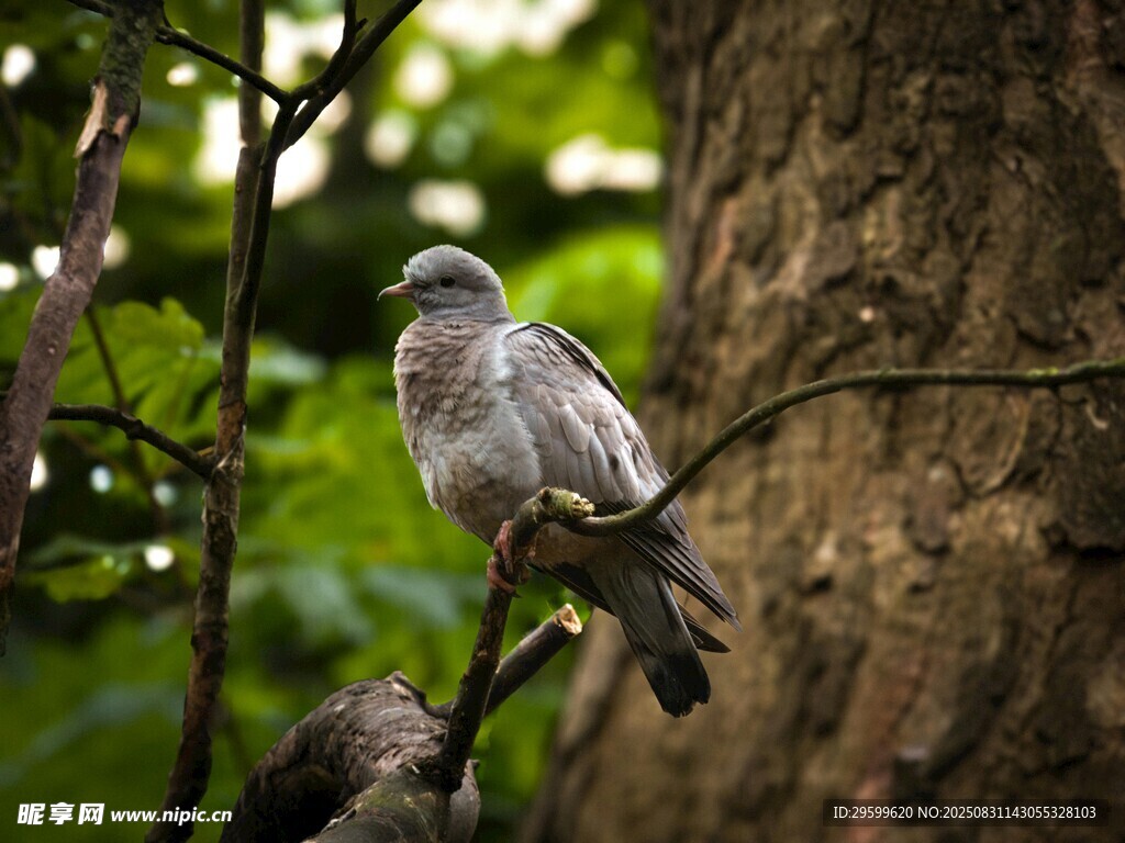 枝頭棲息的灰鳥