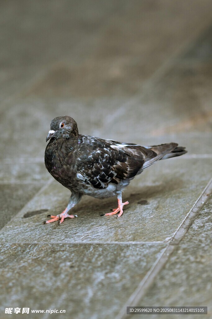 地面上的一只灰斑鳩