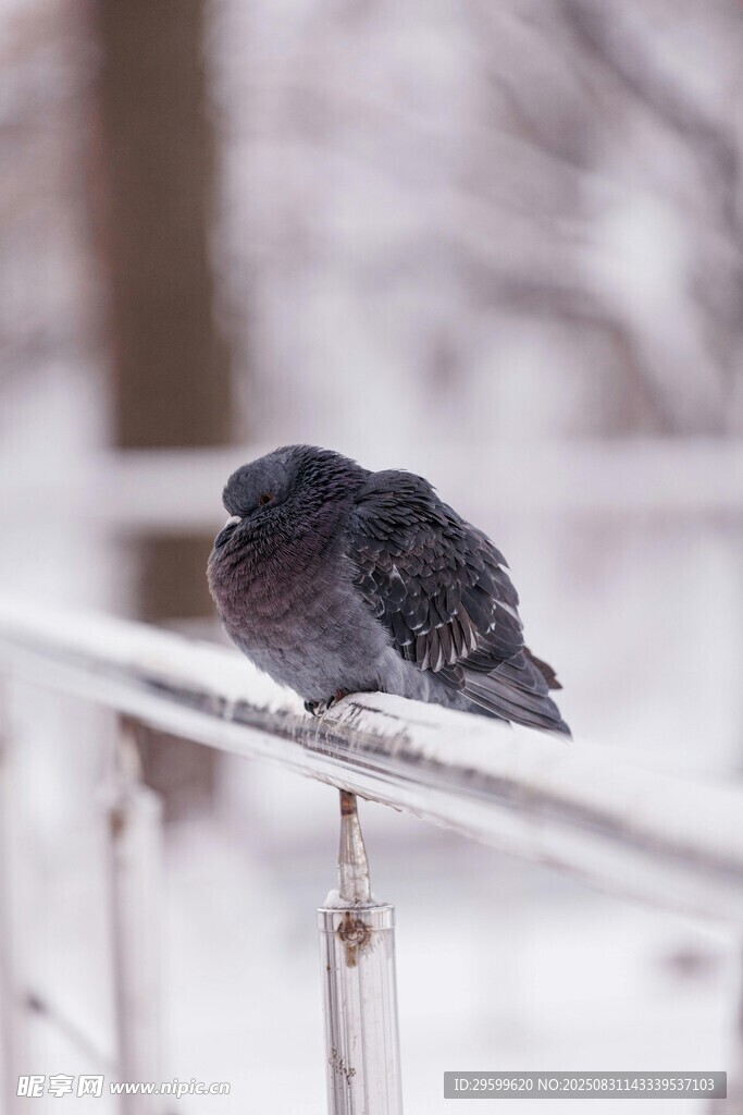 雪中鐵桿上休憩的黑鴿子