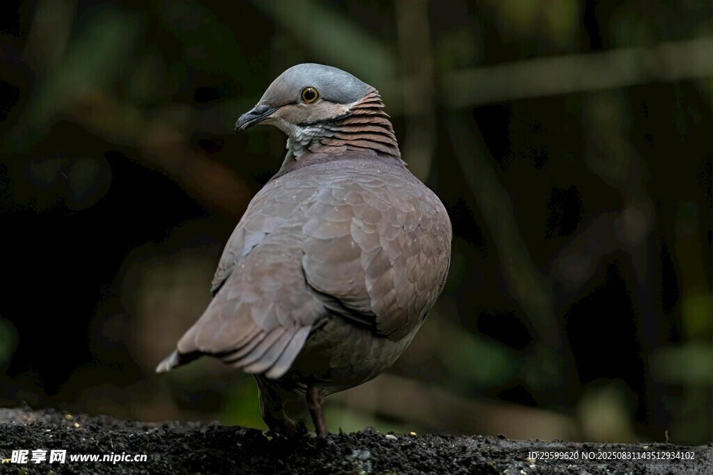 枝頭佇立的灰羽斑鳩