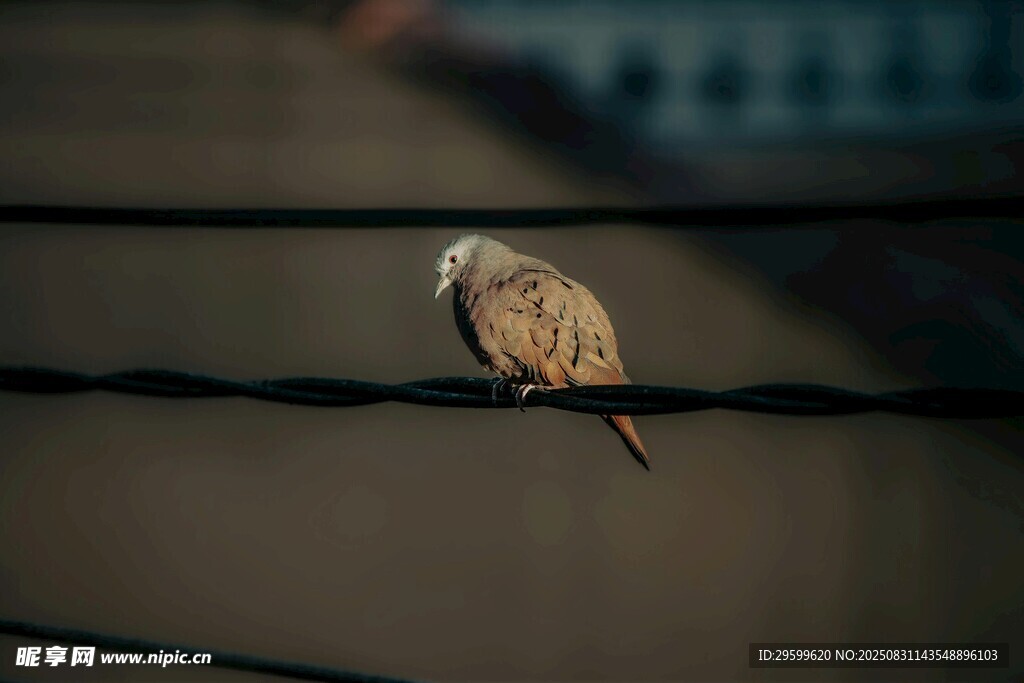 電線上的小鳥
