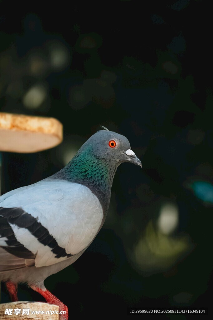 灰白鴿子特寫