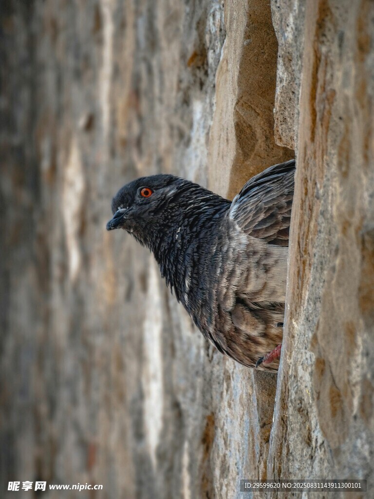 石縫中的黑鳥