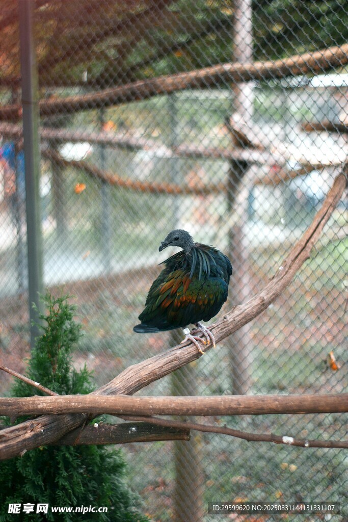 籠中彩羽鳥