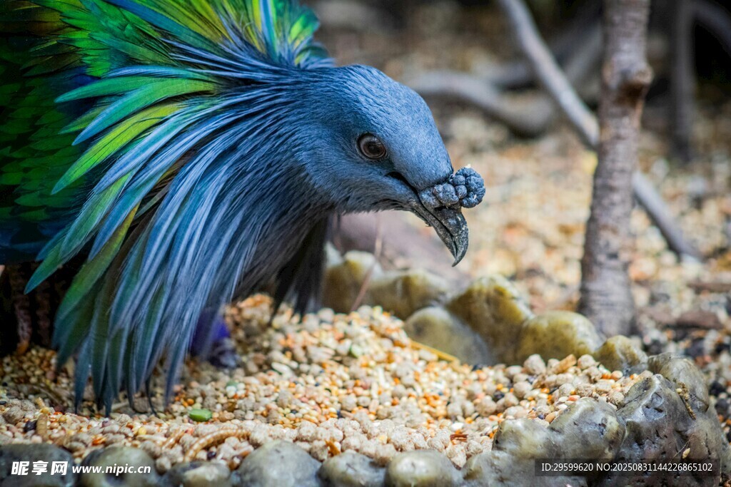 五彩斑斕鳥進食場景