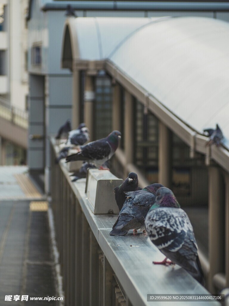 屋頂上休憩的一群鴿子