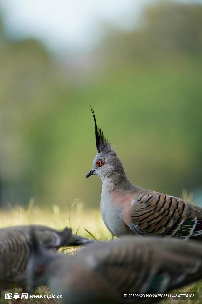 野外的冠鳩群