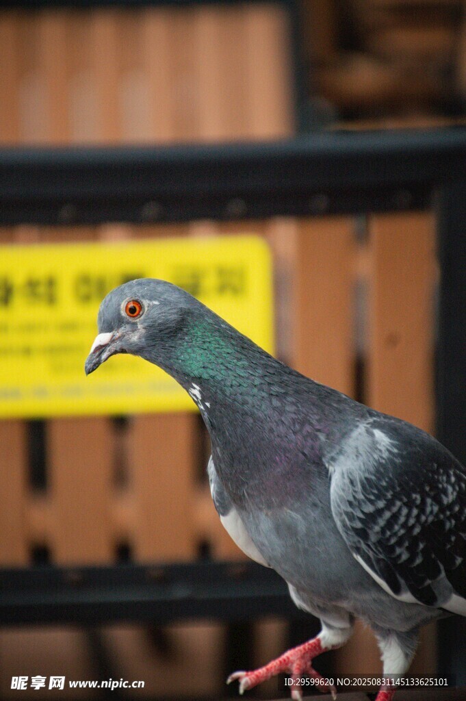 灰鴿特寫