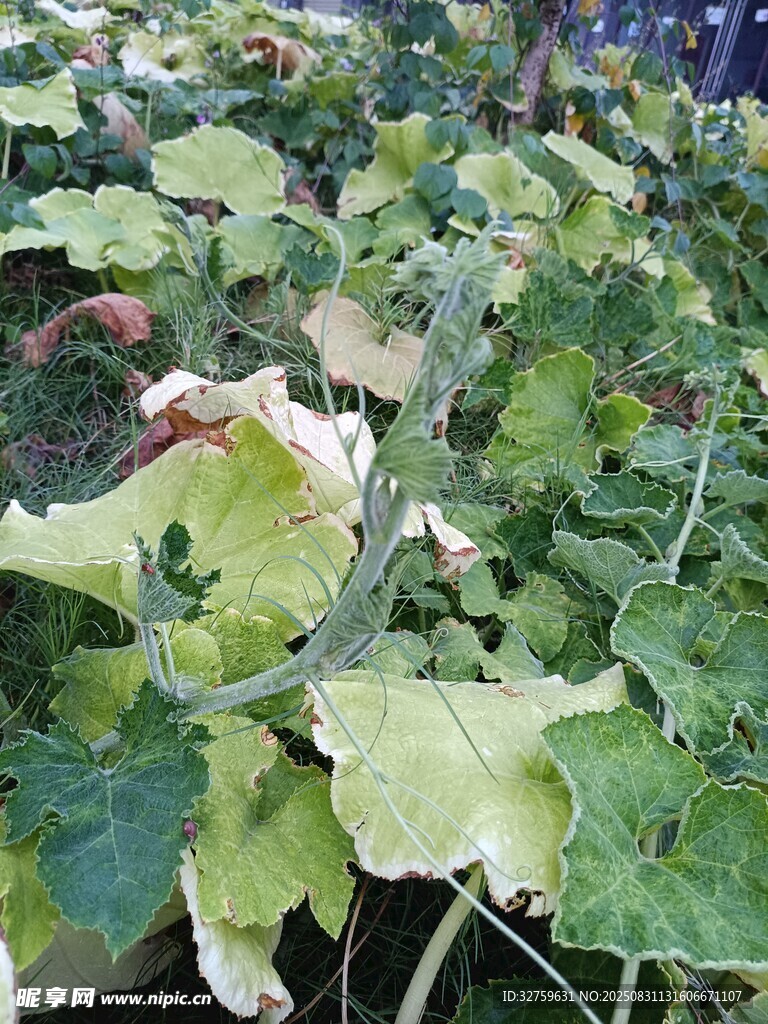 患病的黃瓜植株葉片