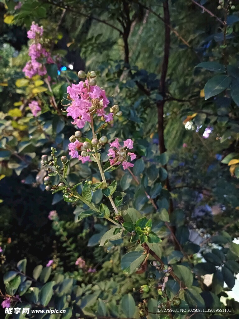 粉色花卉綻放于綠植間