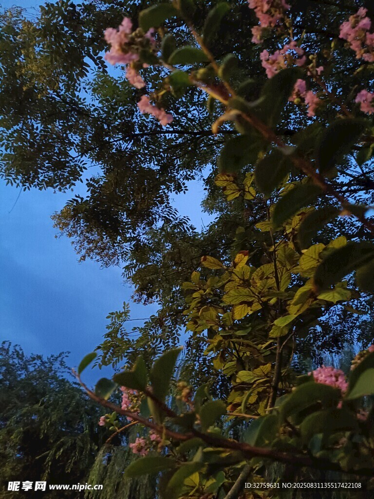 仰視繁花滿樹的美麗景象