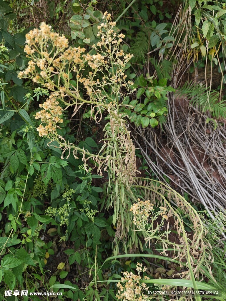野外生長(zhǎng)的繁茂植物