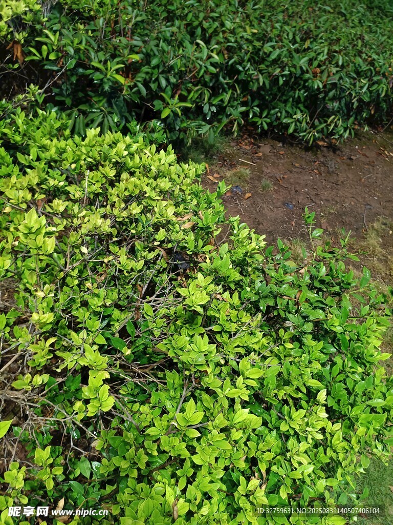 翠綠繁茂的戶外植物景觀