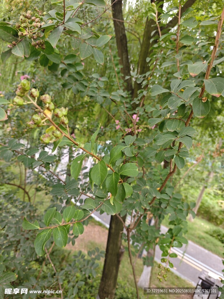 綠葉繁茂的路旁樹木