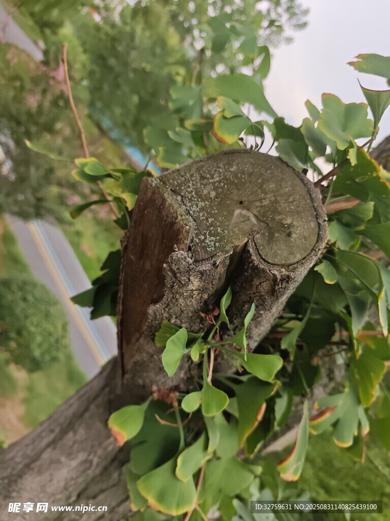 樹樁上的松鼠與綠植