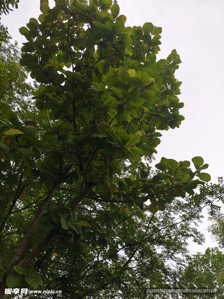 茂密綠樹仰拍景象
