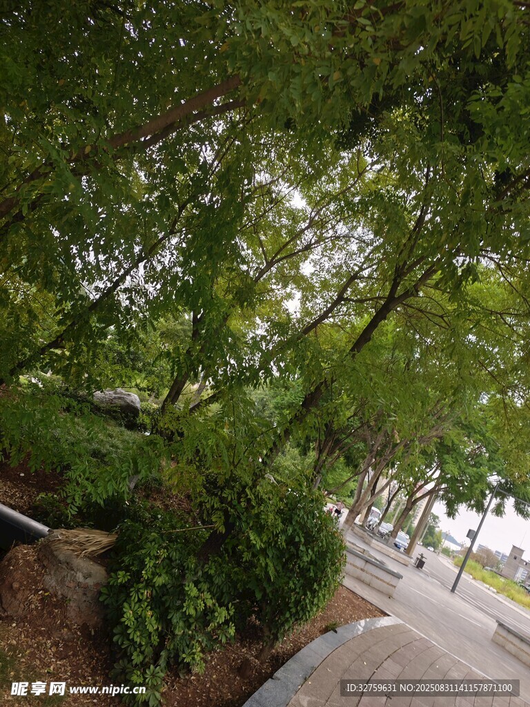 林蔭下的靜謐道路