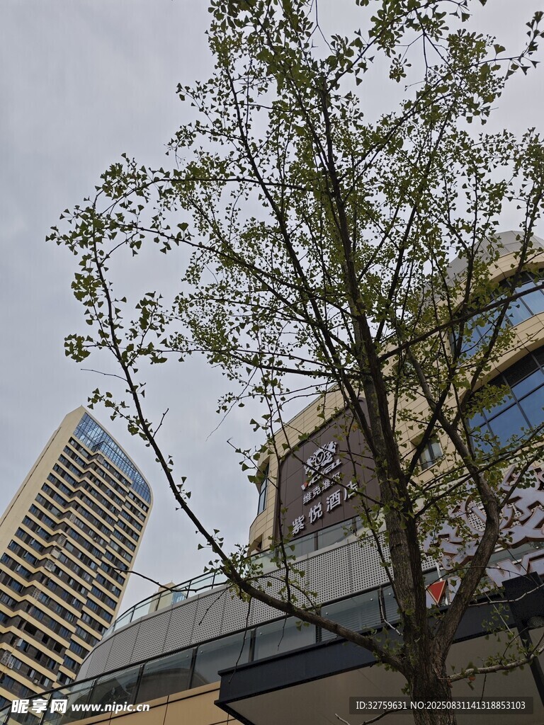 城市中綻放新葉的樹木