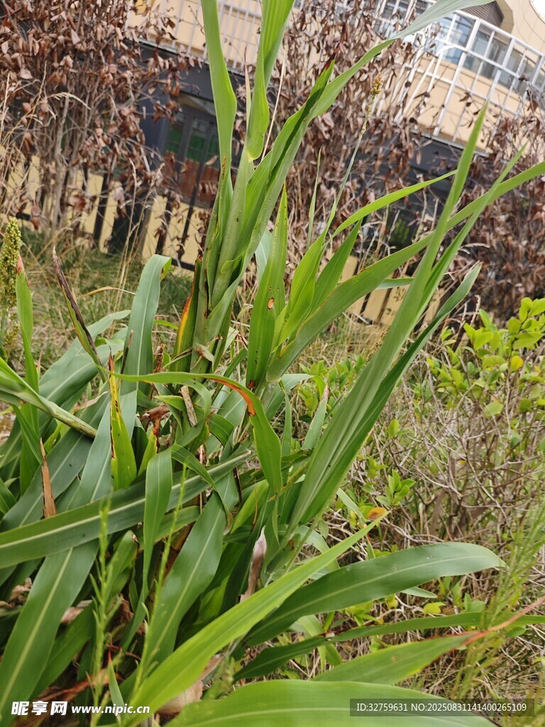 戶外綠色蓬勃生長(zhǎng)的植物