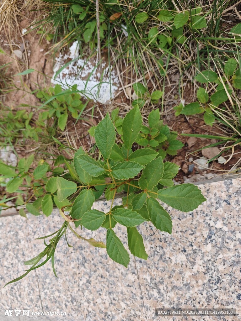 路邊生長的綠色植物