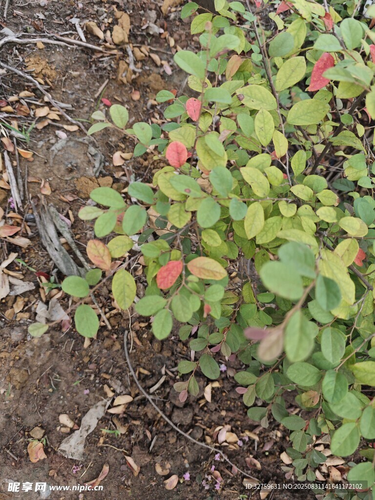 地面上的紅綠相間植物