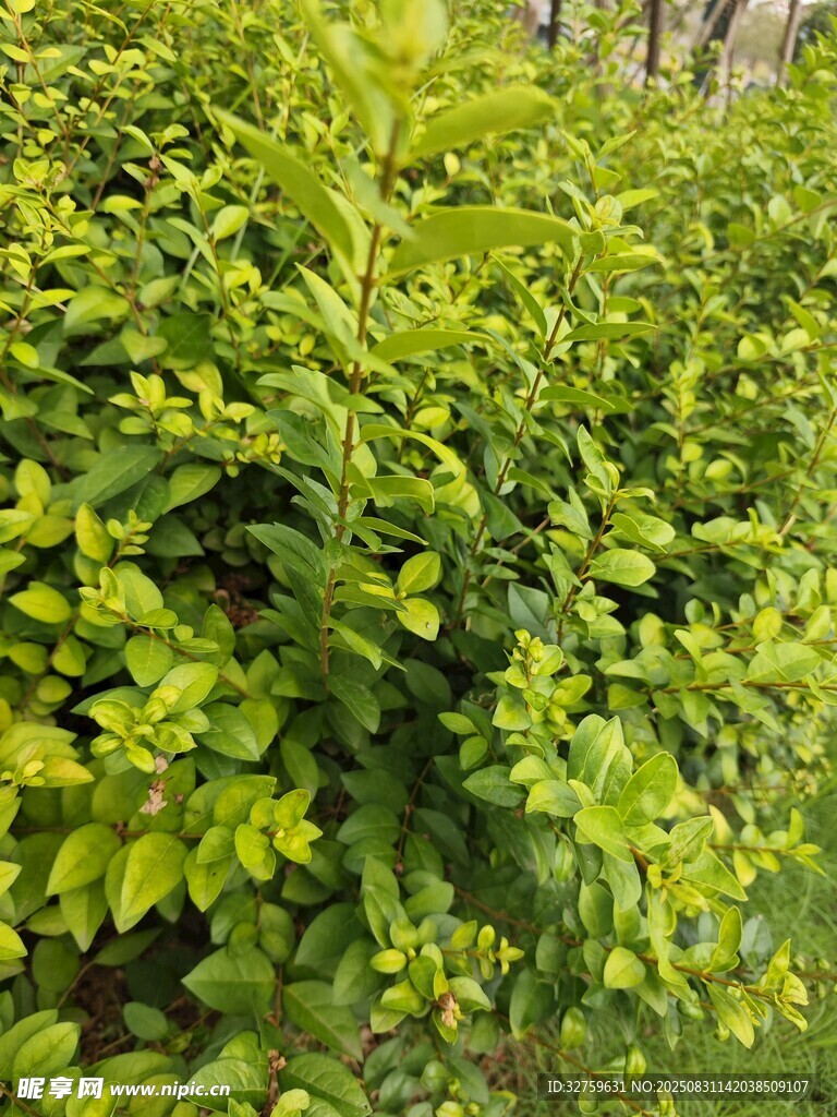 翠綠繁茂的灌木叢