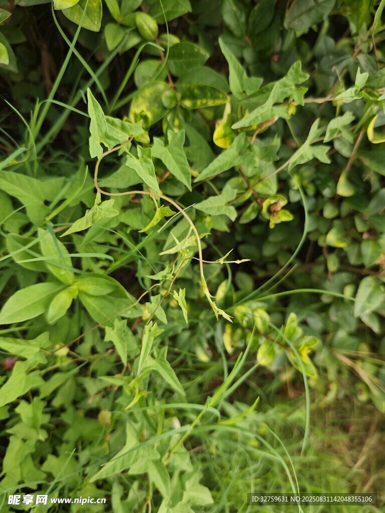 繁茂綠植中的黃色小花