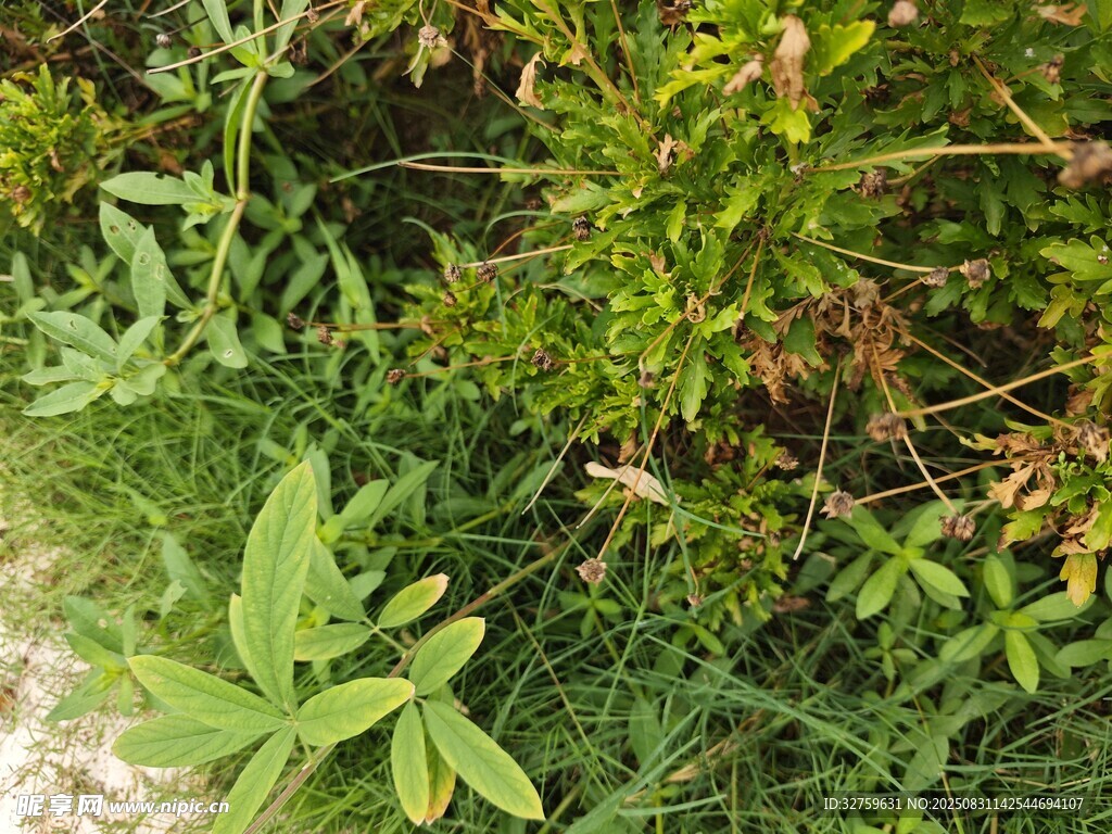 綠意盎然的野生植物景觀