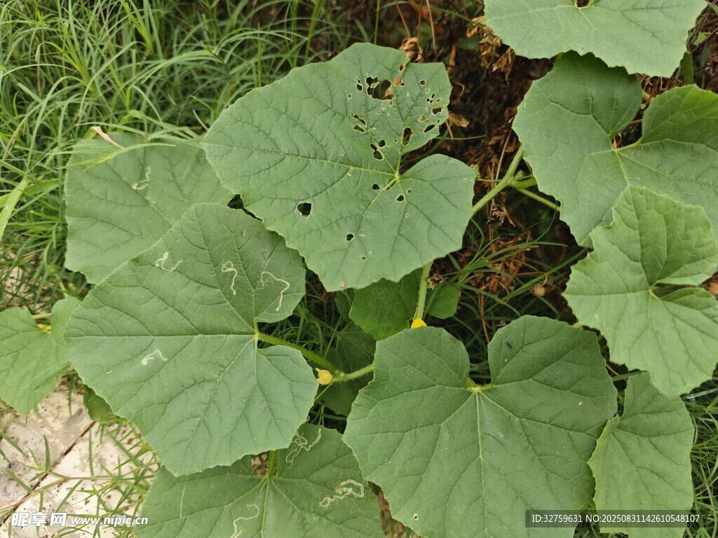 綠葉繁茂的瓜類植物