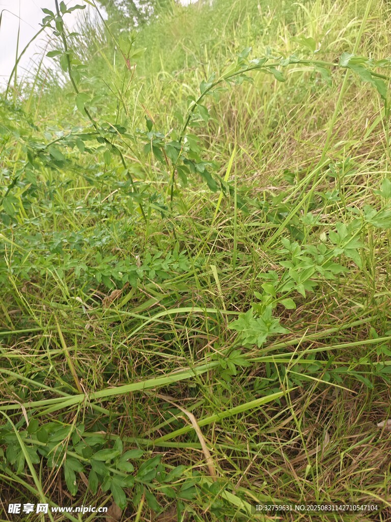 野外繁茂的綠色草叢