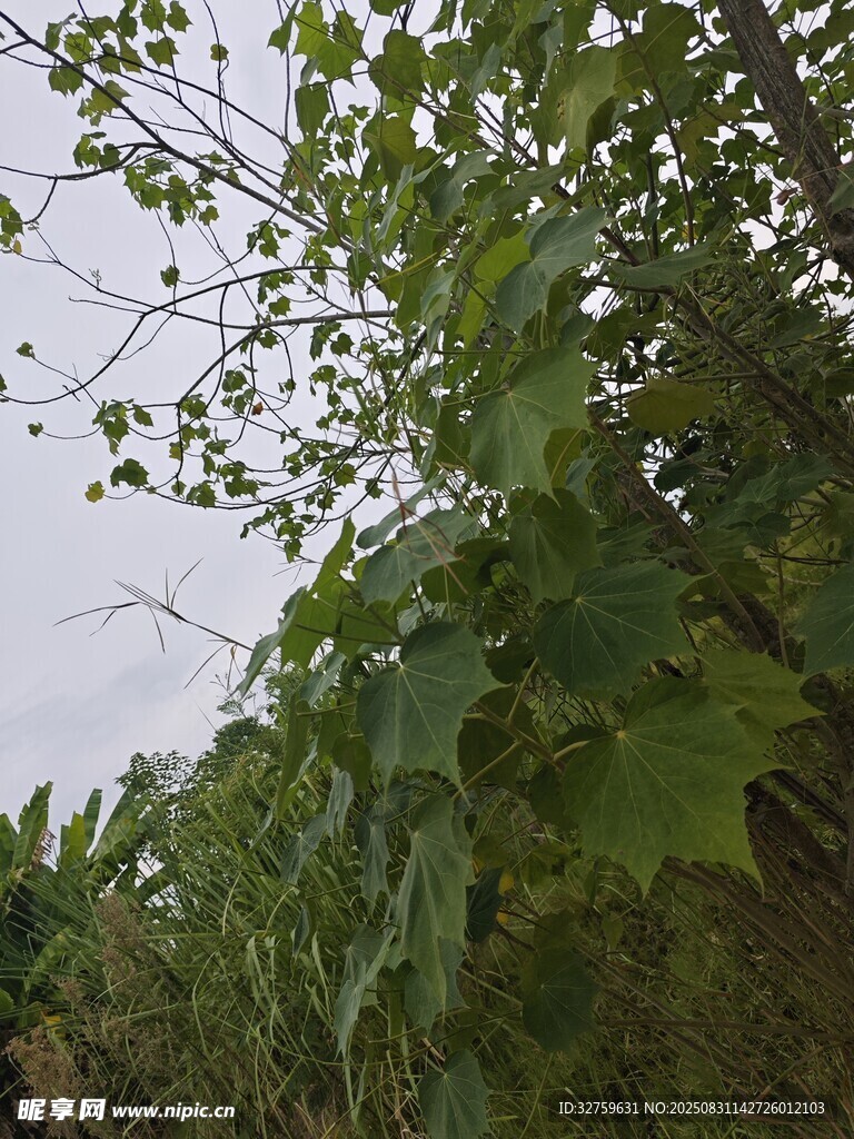 綠葉繁茂的植物景觀