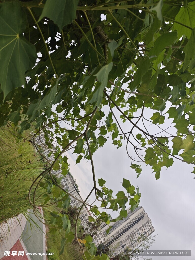 綠葉掩映下的城市景象