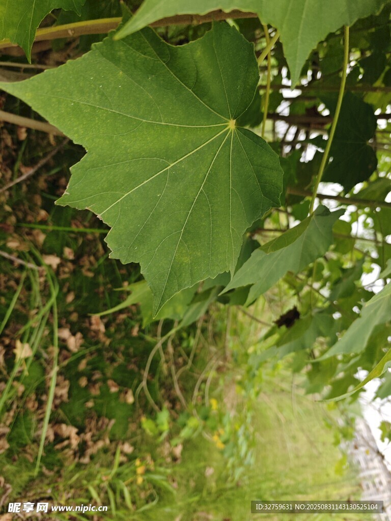 大葉片植物近景