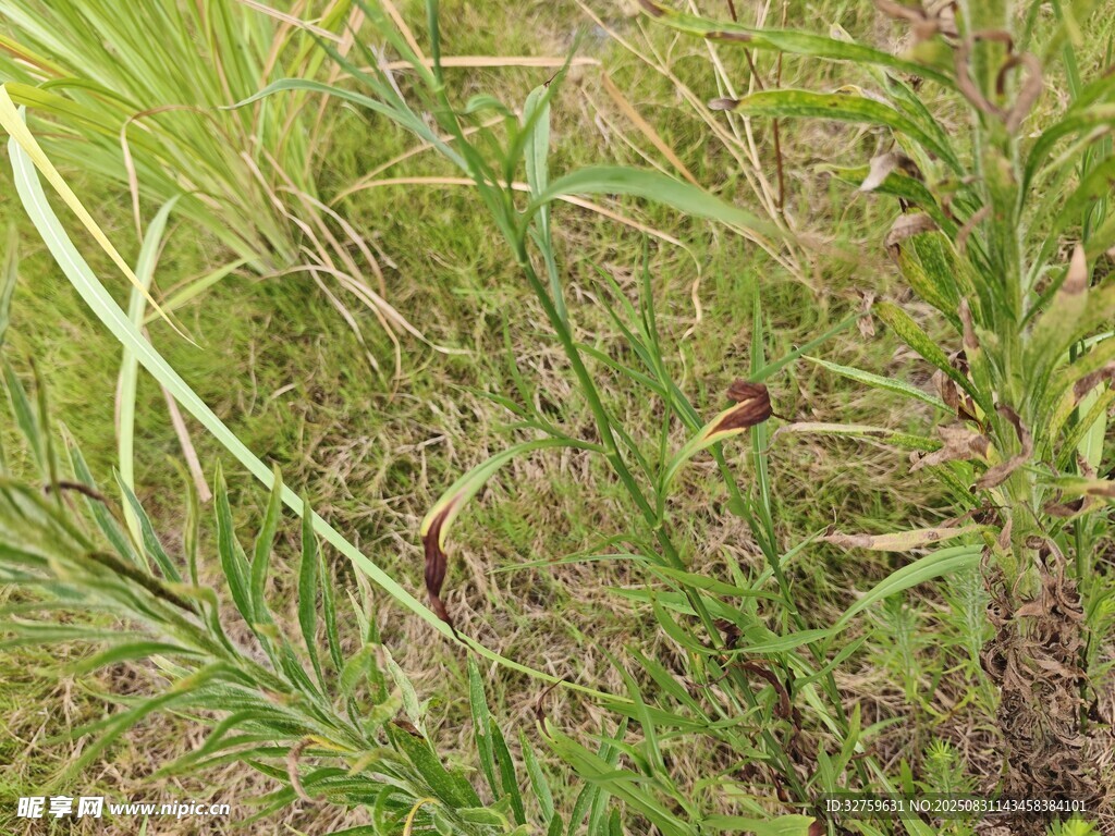 野外叢生的綠色草本植物