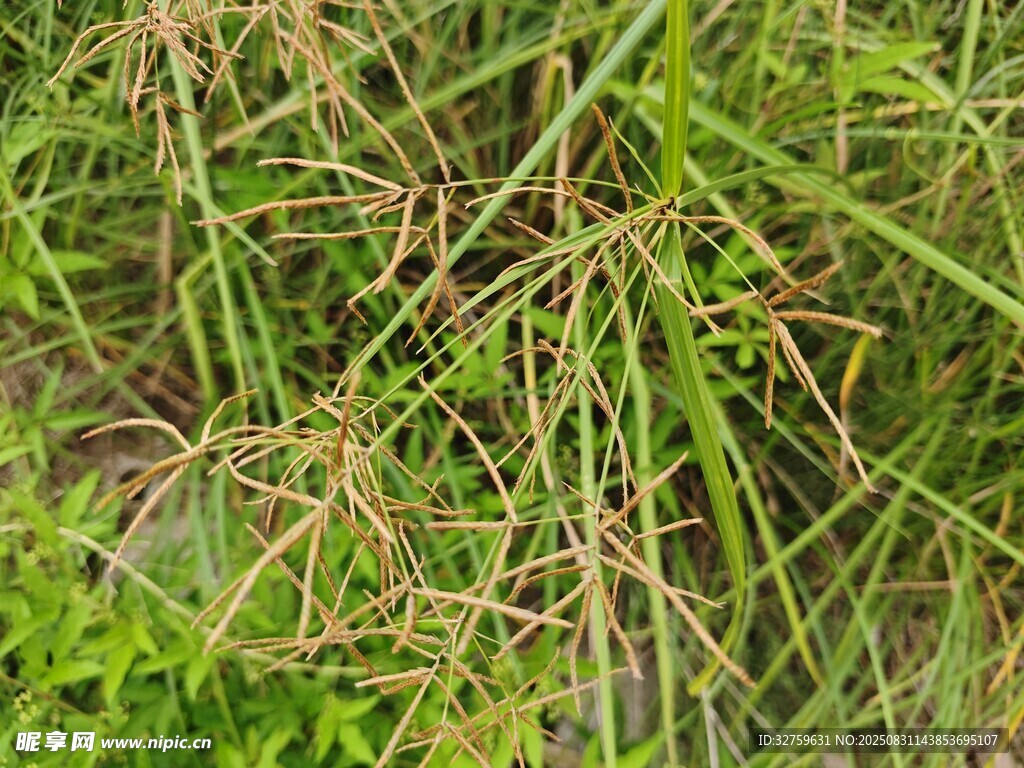 茂密草叢中的野生植物