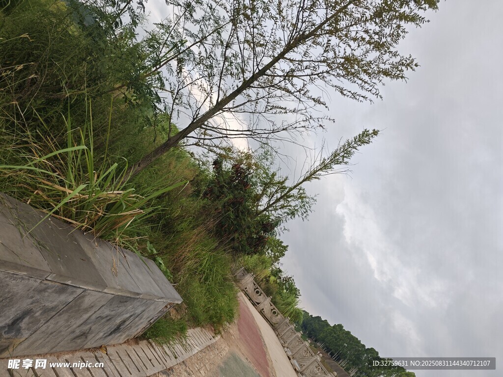 山間小徑旁的綠植與天空